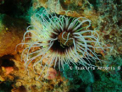 A kind of Underwater Anemone.. I Love her Colors.. :-) by Antonis Tsakiris 